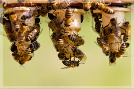 Pflegebienen in Aktion